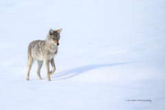 Shadow Dances on Snow