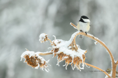 Chickadee's Frosty Throne