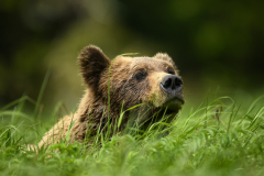 Grizzly in the Grass