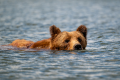 Swimmming bear
