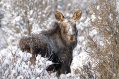 Snow-Kissed Moose