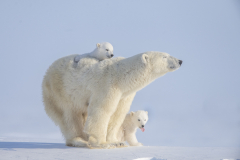 Off to the Ice