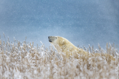 2021-11-07-PB-in-grass-snow-copy