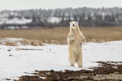 Polar Bear Standing on the Beach