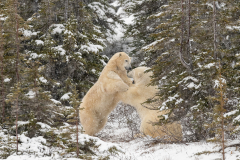 Sparring Polar Bears