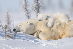 20233111002-PB-Mom-and-cub-sleeping-on-back