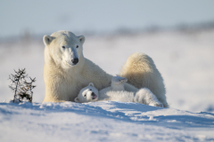 2023311225-PB-Mom-and-cub-reclining-on-side