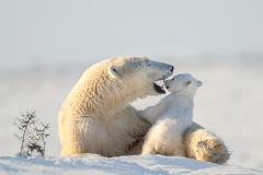 2023311226-PB-Mom-and-cub-checking-teeth