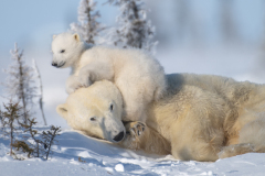 2023311953-PB-Mom-with-cub-on-head