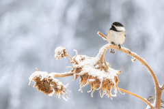 Sunflowers Winter Guest