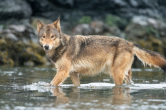 Wading Wolf